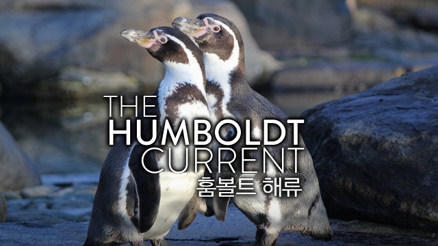 훔볼트 해류