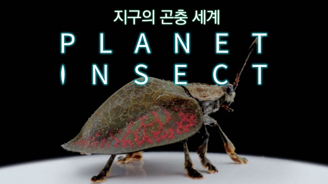 지구의 곤충 세계